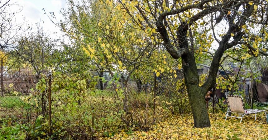 Мох и лишайник на стволе дерева